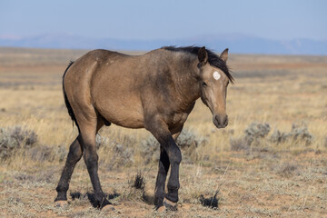Obraz premium Wild Horse in Autumn in the Wyoming Desert