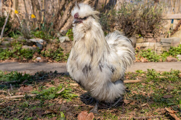 Hübsche Henne im Sonnigen Garten am picken