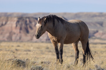 Obraz premium Wild Horse in Autumn in the Wyoming Desert