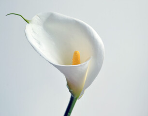 One calla lily flower on soft focus white stucco wall background with copy space. Spring or Easter elegant greetings card. Image for blog or social media. Tropical delicate big white flower.