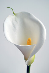 One calla lily flower on soft focus white stucco wall background with copy space. Spring or Easter elegant greetings card. Image for blog or social media. Tropical delicate big white flower.