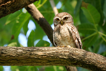 Little spotted owlet perched on a branch in tropical forest.
