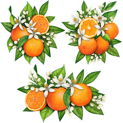 watercolor hand drawn realistic oranges and orange flowers