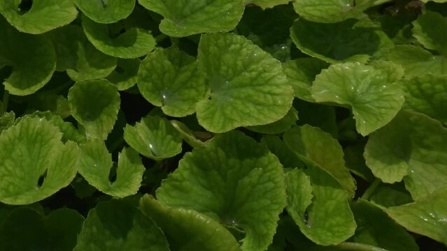 Bacopa monnieri, herb Bacopa is a medicinal herb used in Ayurveda, also known as "Brahmi", a herbal memory. Close up fresh leafs of Bacopa Monnieri. 