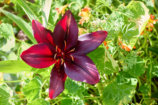Burgundy lily mapira asiatic blossomed in flower bed in horticulture.