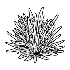 Agave plant sketch PNG illustration with transparent background