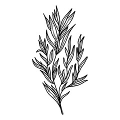 Tarragon herb sketch engraving PNG illustration with transparent background