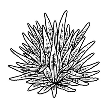 black and white plant drawing clip art preview