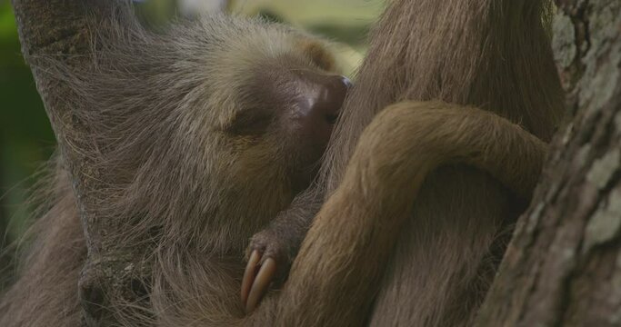 sloth sleeping close-up