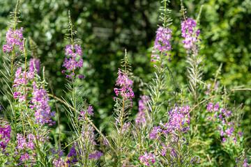 Ivan-tea, boiling water, herbal tea in the field, collecting leaves for fermentation, blurred focus
