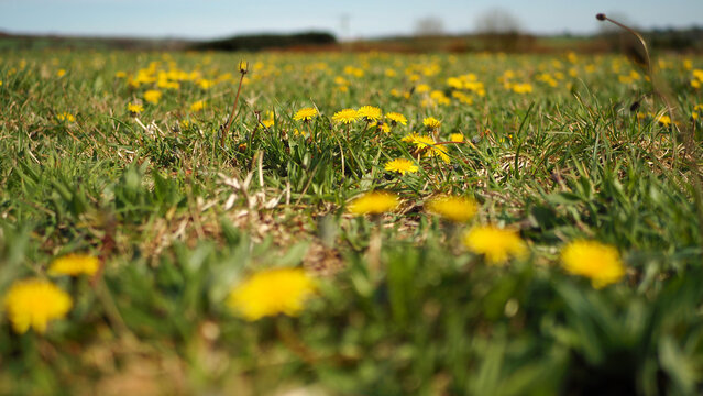 Views of yellow dandelions and green grass, Cornwall, UK