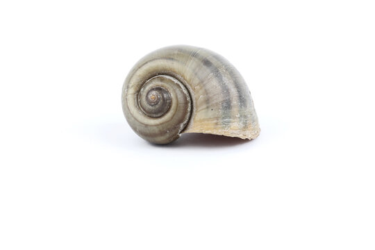 snail shell isolated on white background