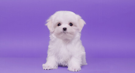 Portrait of a cute Maltese breed puppy. A small dog on a bright fashionable background.