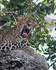 Fototapeta na wymiar Sri Lankan Leopard at Yala National Park. 