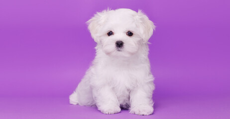 Portrait of a cute Maltese breed puppy. A small dog on a bright fashionable background.