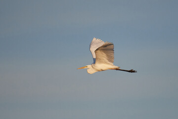 Silberreiher im Flug in der Morgensonne