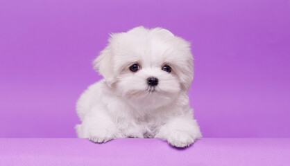 Portrait of a cute Maltese breed puppy. A small dog on a bright fashionable background.