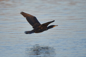 Fliegender Kormoran