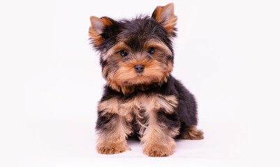 Portrait of a cute Yorkshire Terrier puppy. A small dog on a white background.