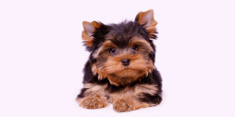 Portrait of a cute Yorkshire Terrier puppy. A small dog on a white background.