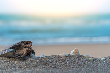 Shell and rotten wood on sandy beach