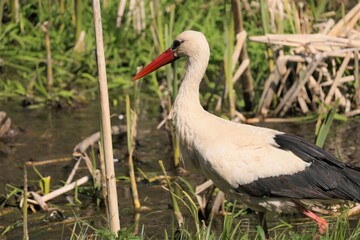 Stork side view on a background of green grass and water
