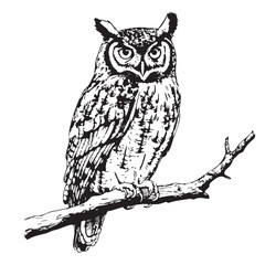 Owl bird on branch hand drawn sketch Vector illustration Wild