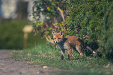 Fuchswelpen Berlin Stadtpark