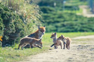 Fuchswelpen Berlin Stadtpark
