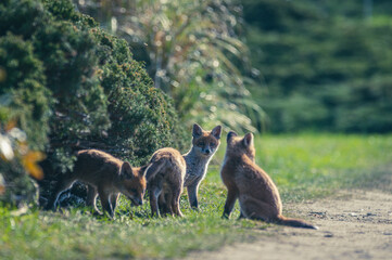 Fuchswelpen Berlin Stadtpark