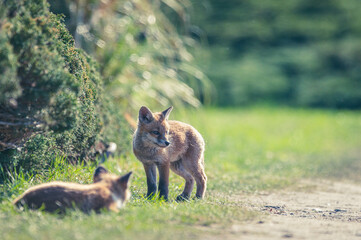 Fuchswelpen Berlin Stadtpark