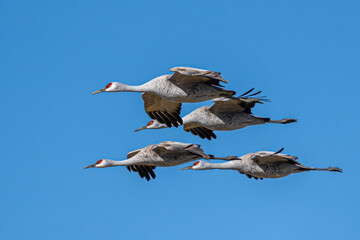 Sandhill Cranes (Antigone canadensis) in Flight