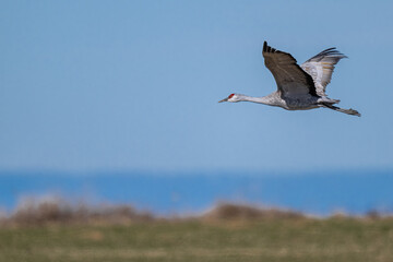 Sandhill Crane (Antigone canadensis) in Flight