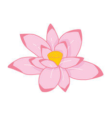 pink lotus flower