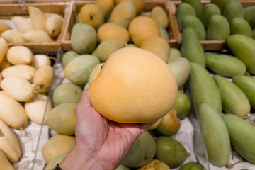Hand holding Thailand imported Mango in grocery store