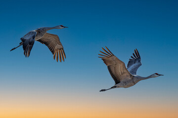 Sandhill Cranes (Antigone canadensis) in Flight