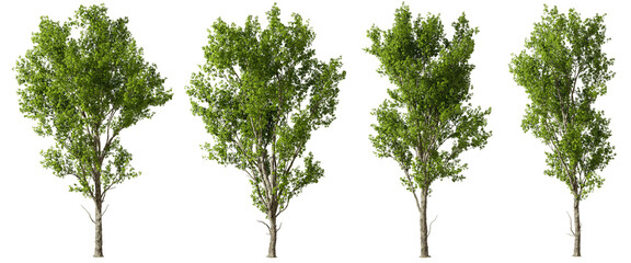 Jungle greenery trees shapes landscape cutout backgrounds abstract 3d rendering png