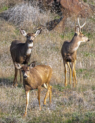 Foraging Mule Deer (Odocoileus hemionus)