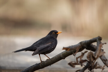 Blackbird (Turdus Merula) singing in a tree