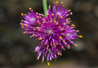 Fireworks Flower