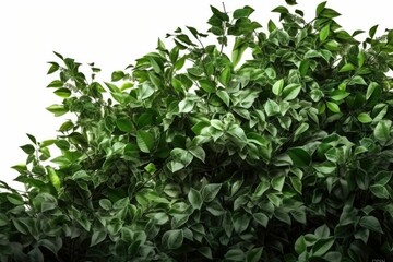 Ultra Realistic Green Leafy Background for a Natural and Serene Ambiance