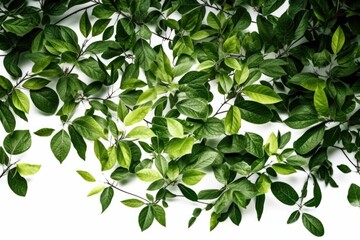 Ultra High Realistic Green Leaves Background: A Refreshing and Serene Visual Delight for Your Screens