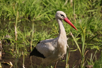 Stork side view on a background of green grass and water