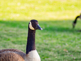 Close up shot of Canada Goose walking
