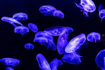 Glowing jellyfish swimming in the water on black background. Stinging, wildlife, sea, ocean, dark, glowing, toxic and underwater concept. - Powered by Adobe