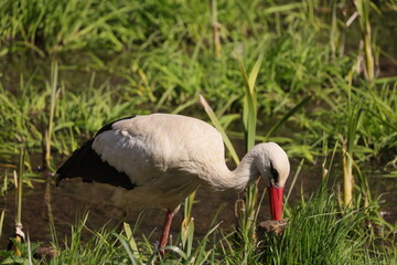 Stork side view on a background of green grass and water