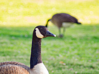 Close up shot of Canada Goose walking