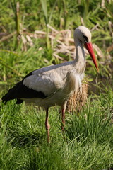 Stork side view on green grass background