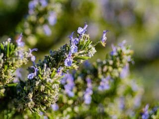 Close up shot of rosemary