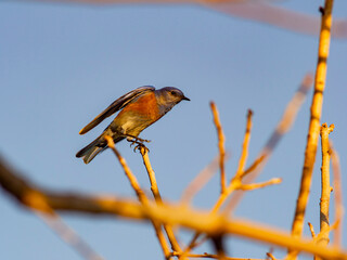 Eastern Bluebird sitting on the branch